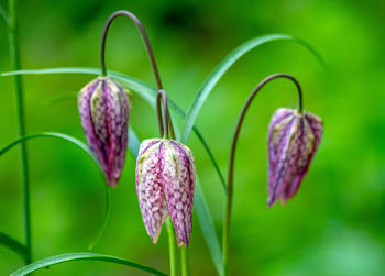 Close-up of purple flowering plant