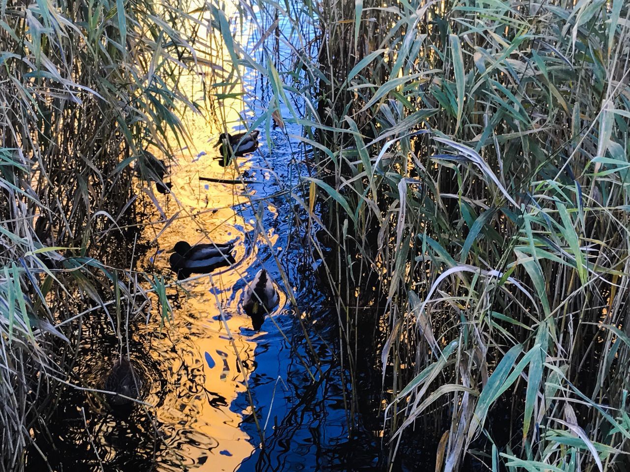 tranquility, grass, water, nature, plant, branch, scenics, beauty in nature, growth, tranquil scene, non-urban scene, outdoors, wilderness, day, blue, wetland, remote, woodland, majestic, reed, green color