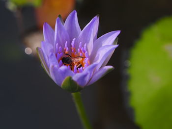 Close-up of bee pollinating on purple flower