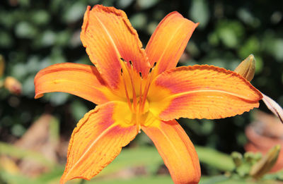 Close-up of orange day lily