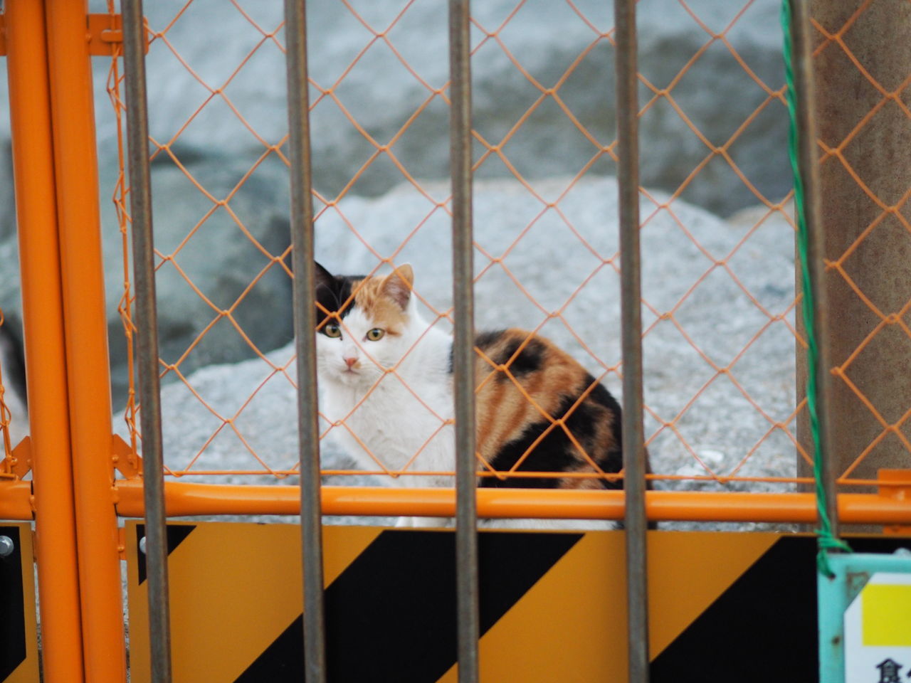 animal themes, one animal, pets, domestic animals, mammal, domestic cat, cage, indoors, cat, feline, animals in captivity, window, metal grate, glass - material, fence, relaxation, no people, zoology, two animals, chainlink fence