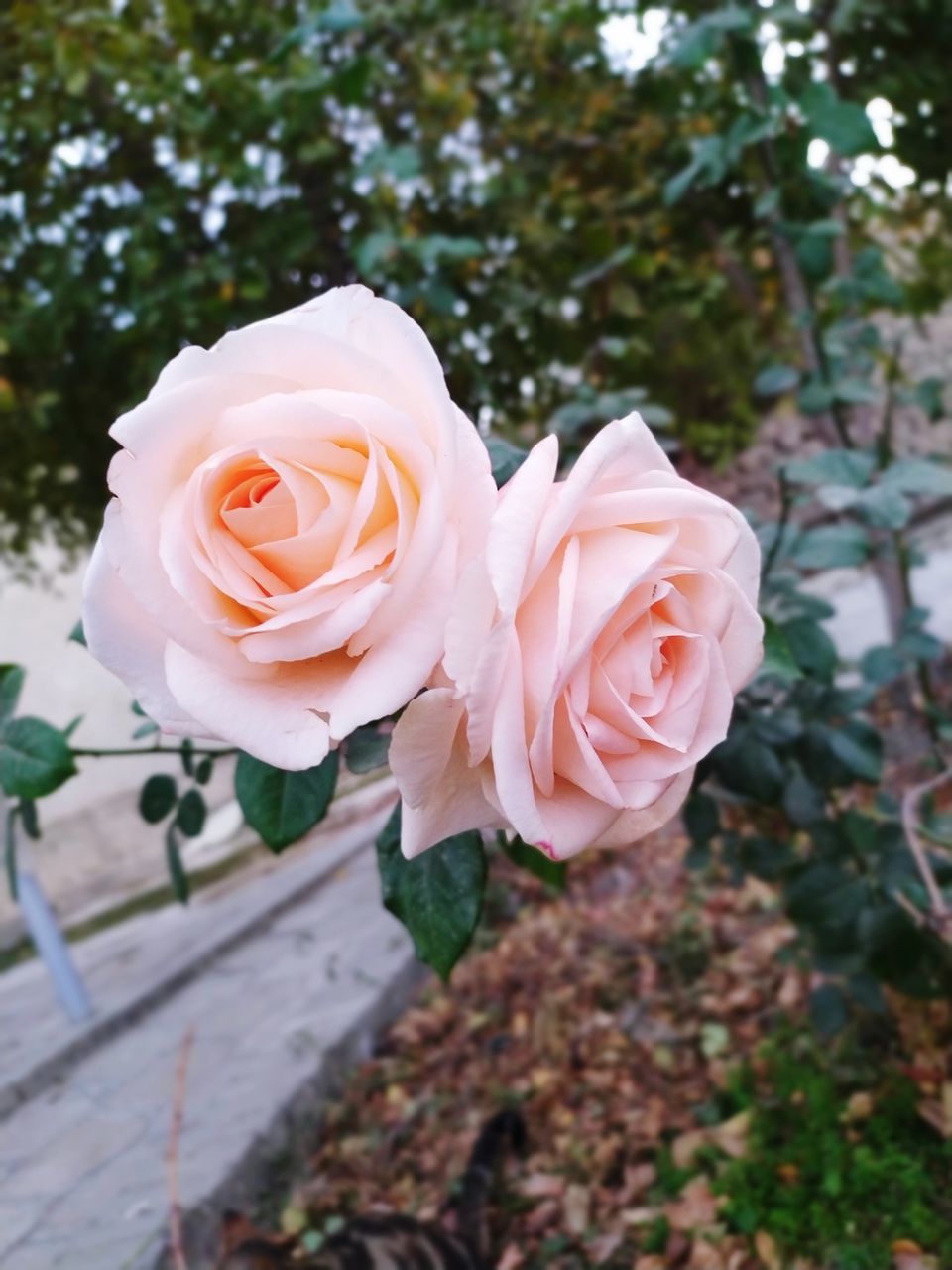 CLOSE-UP OF WHITE ROSE ROSES