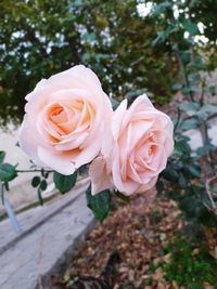 Close-up of white rose