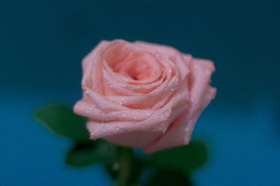 Close-up of rose over white background