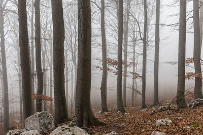 Trees in forest