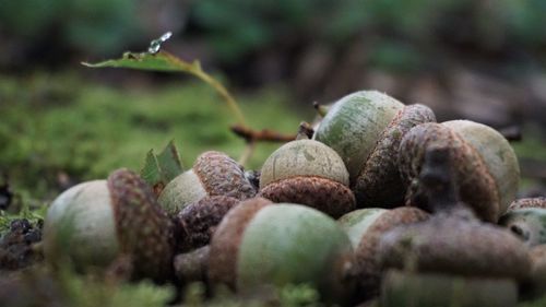 Close-up of fruits