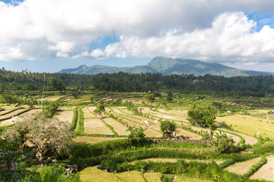 Scenic view of agricultural field against sky