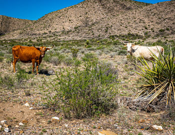 Cow standing in a field