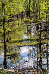 Scenic view of lake in forest