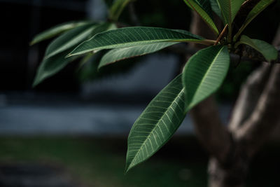 Close-up of green leaves