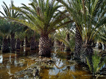 Palm trees by lake