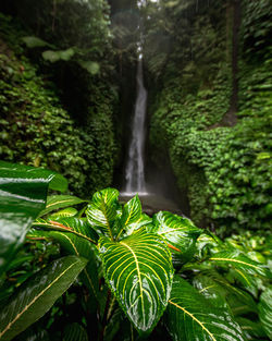 Close-up of waterfall amidst trees in forest