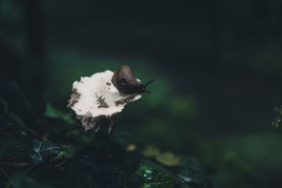 Close-up of small mushroom