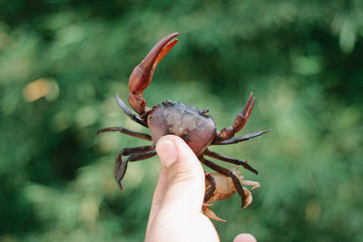 Close-up of hand holding leaf