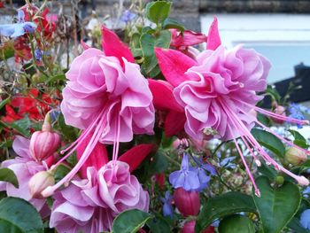 Close-up of pink flowering plants