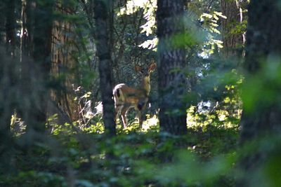 Animal in forest