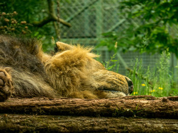 Lion sleeping in a zoo