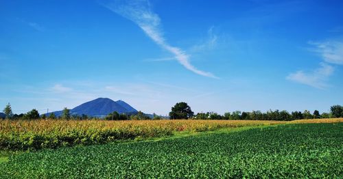 Scenic view of agricultural field against blue sky