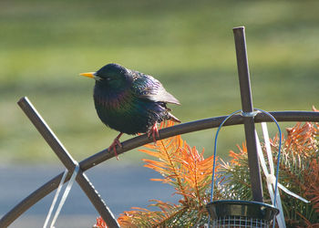 High angle view of bird perching on metal