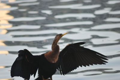 Bird enjoying the early morning sunlight at the lake. 