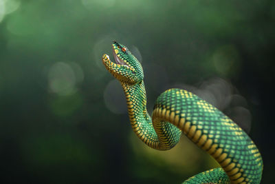 Green yellow viper snake in close up