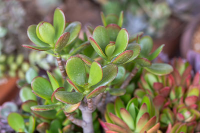 Close-up of succulent plant