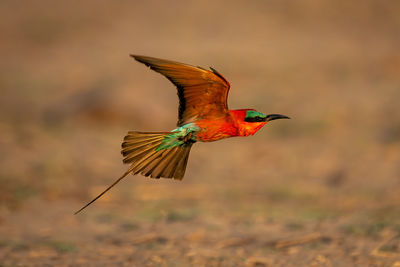 Close-up of bird perching on field