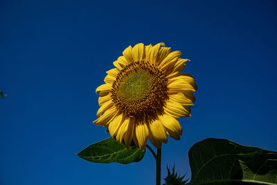 Low angle view of sunflower against blue sky