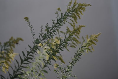 plant