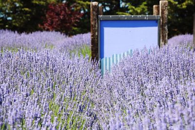 Close-up of purple flowering plants on field