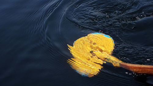 Close-up of yellow leaf floating on water