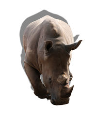 Close-up of an animal over white background