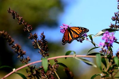 Close-up of butterfly pollinating on purple flower