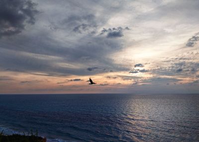 Silhouette bird flying over sea against sky during sunset