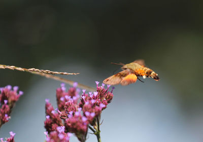 African hummingbird hawk-moth macroglossum trochilus pollinating a flower