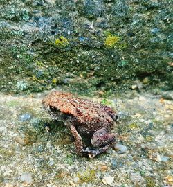 Close-up of crab in sea