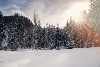 Trees on snow covered landscape against sky