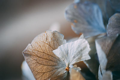 Close-up of dry leaves