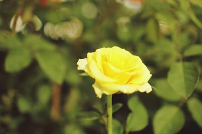 Close-up of yellow rose
