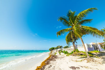 Palm trees on beach against blue sky