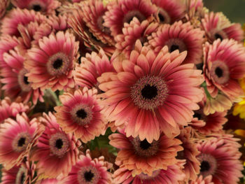 Close-up of pink flowers