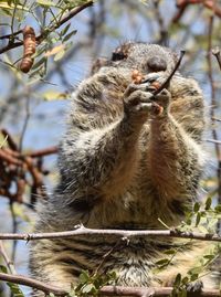 Close-up of squirrel on tree