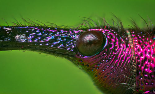 Macro shot of insect on leaf