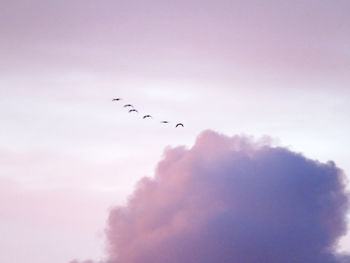 Low angle view of birds flying in sky