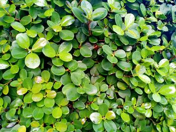 Full frame shot of leaves