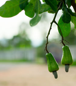 Close-up of cashew tree