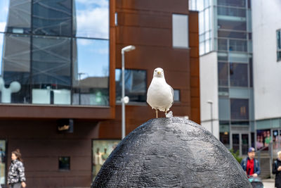 Close-up of seagull perching on building