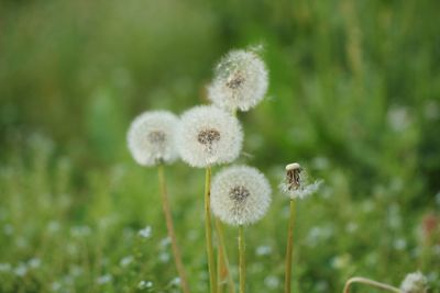 Close-up of white dandelion flower