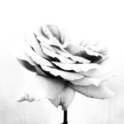 Close-up of flowering plant against white background