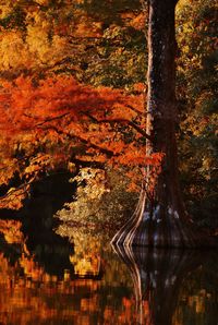Reflection of trees in lake during autumn
